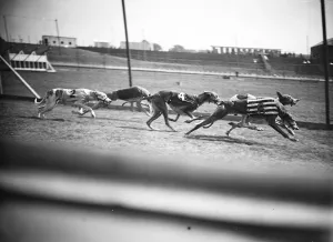 Dog Race Races Prints: Preparing for the opening of the new greyhound racing track at Harringay. A fine
