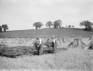 Preparing for thatching. 18 August 1937 Reed Thatching in Norfolk. Mr R. W