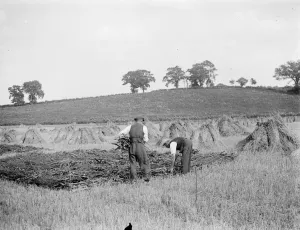 Craft Prints: Preparing for thatching. 18 August 1937 Reed Thatching in Norfolk. Mr R. W
