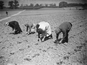 Preserving strawberry plants from drought. 1938