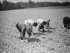 Plant Prints: Preserving strawberry plants from drought. 1938
