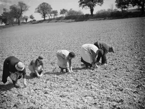 Preserving strawberry plants from drought. 1938