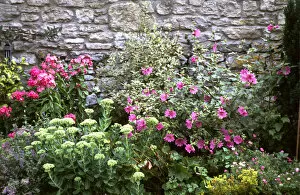Flowers Collection: Pretty, colourful flower border against old stone wall. credit: Marie-Louise Avery