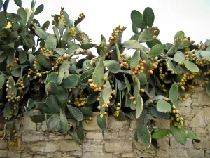 Prickly pear plant with profusion of fruit credit: Marie-Louise Avery / thePictureKitchen