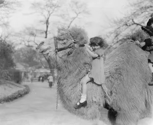The pride of the zoo. Holding his head erect, the zoo camel shows his pride in