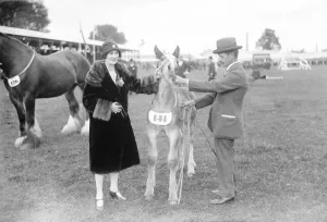 Prince of Wales at Leicester cattle show. The Duchess of Rutland with a foal. 11