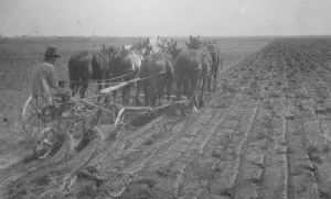 Plough Prints: Prince of Wales Stake in the Great Northwest An eight horse team breaking virgin