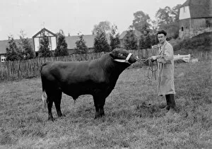 Farmers Collection: Prize bull. 1935