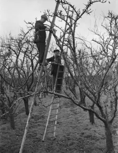 Pruning apple trees near Swanley, Kent. 9 December 1938