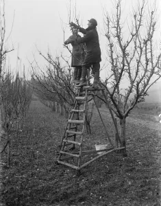 Orchard Prints: Pruning fruit trees. 1935