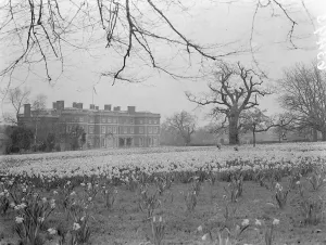 Public can see now wonderful daffodil display at Sir Philip Sassoons home