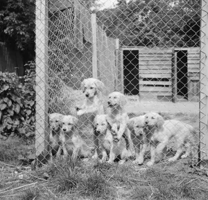 Puppies in their cage at the South Darenth Kennels in Kent. 1935