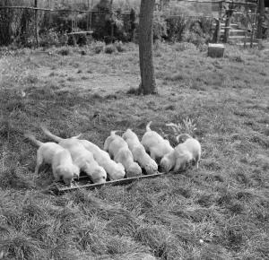 Puppies feeding at the South Darenth Kennels in Kent. 1935
