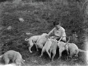 Garden Prints: Puppies feeding at the South Darenth Kennels in Kent. 1935