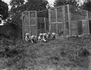 Cute Collection: Puppies run out of their cage at the South Darenth Kennels in Kent. 1935