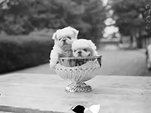 Pups in the cup. The Peking Palace Dog Associations Coronation years show