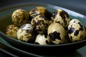 Bowl Prints: Quails eggs in their shells in dark green bowls stacked credit: Marie-Louise Avery