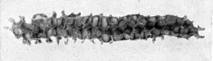 Beekeeping Prints: The Queens Eggs : Legs as pollen carriers : the making of combs : Bees