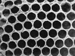 Beekeeping Prints: The Queens Eggs : Legs as pollen carriers : the making of combs : Bees