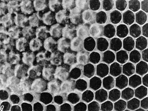 Beekeeping Prints: The Queens Eggs : Legs as pollen carriers : the making of combs : Bees