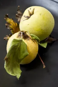 Tart Prints: Two quinces on black plate. credit: Marie-Louise Avery / thePictureKitchen / TopFoto