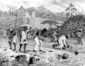 Farming Prints: R. Bridges: W. India Survey. Royal Commonweath Society