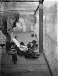 Farmer Prints: R H Brown feeding minks in the cage. 1937