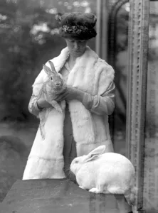 Rabbit Prints: Rabbit Furs. Amoment is on foot to encourage the rearing of rabbits for their skins