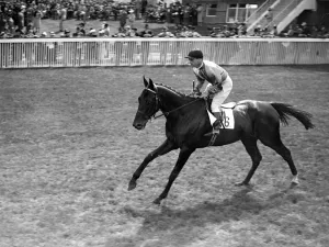 Spectators Prints: The racehorse Domaha in action at Goodwood racecourse, West Sussex, England