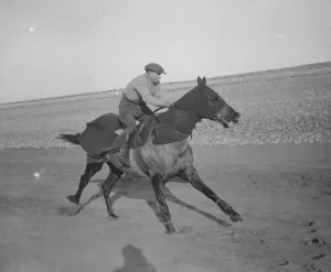 Four racehorses taking the cure in the surf at Seaford. Master Orange. 10 February