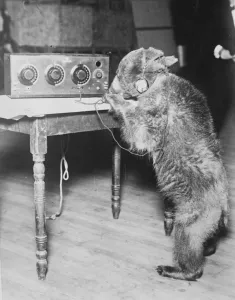 Animal Prints: The Radio Bear. One of Brekers trained bears finds time in between performances