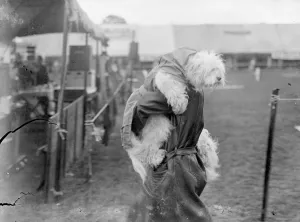 Rain would spoil his beauty!. An Old English Sheepdog wearing his mac as