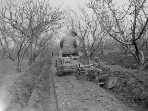 Machinery Prints: The Ransomes from Ipswich demonstrate their MG2 Motor Garden Cultivator in East Malling