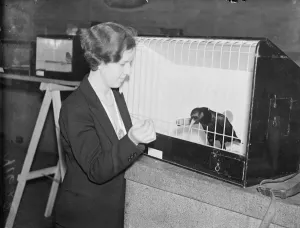Rare bird at London show. The Bird Fancy exhibition is taking place at The Royal