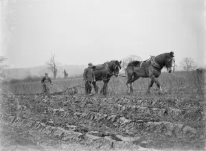 Heavy Horse Prints: Raspberry Cult plough. 1935
