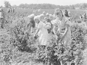 Pretty Prints: Raspberry pickers in a field. 1939