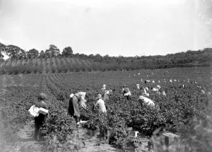 Fruit Picker Prints: Raspberry picking at Swanley, Kent. 1934