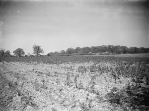Crops Prints: Raspberry plantation ruined by drought. 1938