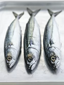 Ingredients Collection: Three whole raw fresh mackerel credit: Marie-Louise Avery / thePictureKitchen / TopFoto