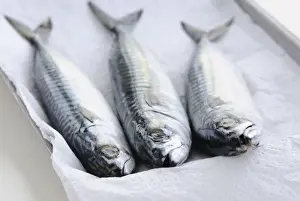 Three whole raw fresh mackerel credit: Marie-Louise Avery / thePictureKitchen / TopFoto