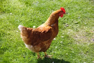 Gardens Prints: Really free-range hens roaming on stoat and fox free island off Scottish coast. credit