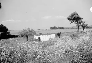 Elderly Prints: Rebecca Munday hanging up the washing on a bright breezy day in Deans Bottom, Kent
