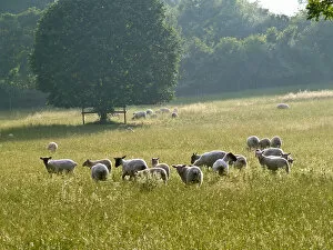 Grass Collection: Recently shorn sheep in English pasture in high summer. credit: Marie-Louise Avery
