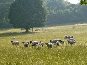 Flock Prints: Recently shorn sheep in English pasture in high summer. credit: Marie-Louise Avery