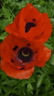 Gardens Collection: Two red poppies, against background of green leaves credit: Marie-Louise Avery