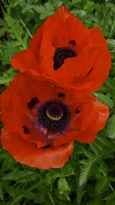 Gardens Prints: Two red poppies, against background of green leaves credit: Marie-Louise Avery