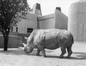 Rhinoceros at London Zoo ?TopFoto