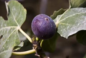 Fruits Prints: Ripe figs growing on trees in bright Cyprus sunshine credit: Marie-Louise Avery