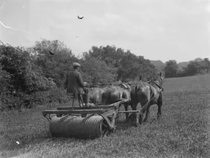 Heavy Horse Prints: Rolling in oats, near Keston Church, Kent. 1937