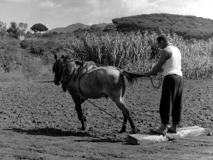 Wood Prints: They call this rolling in Spain - potatoes planted rolling to flatten ground after